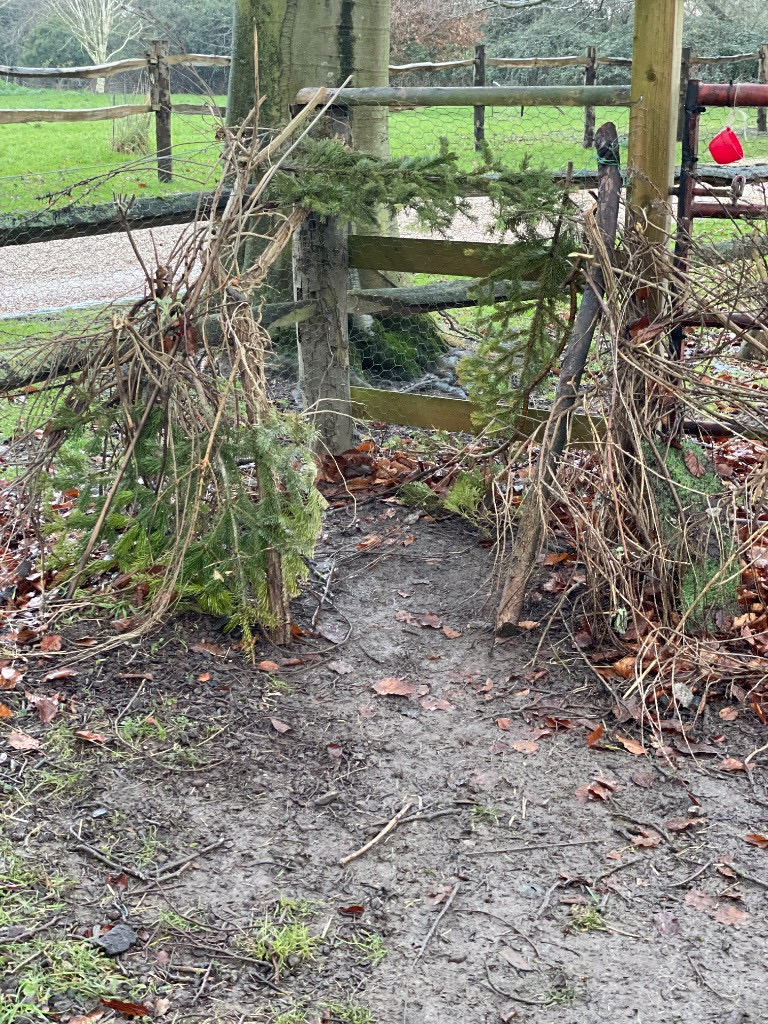 Forest School Tuesday sessions